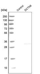 Anti-DCTN6 Antibody