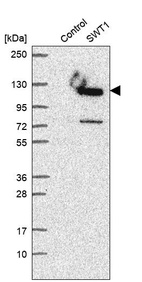 Anti-SWT1 Antibody