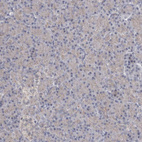 Immunohistochemical staining of human pancreas shows very weak positivity in exocrine glandular cells.