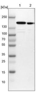 Anti-SMARCC1 Antibody