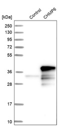 Anti-CHMP6 Antibody