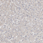 Anti-NDOR1 Antibody