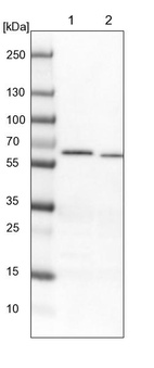 Anti-NDOR1 Antibody