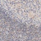 Anti-HDHD3 Antibody