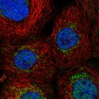 Immunofluorescent staining of human cell line A-431 shows localization to nucleoplasm & mitochondria.