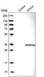 Anti-GINS4 Antibody