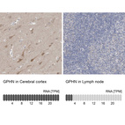 Anti-GPHN Antibody