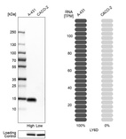 Anti-LY6D Antibody