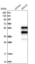 Western blot analysis in control (vector only transfected HEK293T lysate) and SNX16 over-expression lysate (Co-expressed with a C-terminal myc-DDK tag (~3.1 kDa) in mammalian HEK293T cells, LY403494).