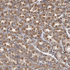 Anti-PLEKHF2 Antibody