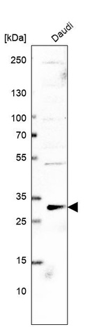 Anti-PLEKHF2 Antibody