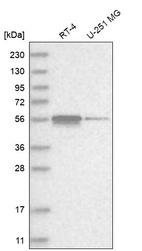 Anti-ZNF114 Antibody