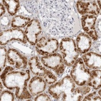 Anti-CNBD1 Antibody