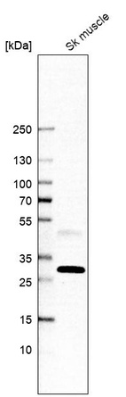 Anti-PEBP4 Antibody