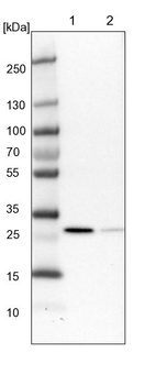 Anti-RSU1 Antibody