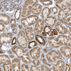 Anti-ARMC1 Antibody