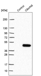 Western blot analysis in control (vector only transfected HEK293T lysate) and C8orf48 over-expression lysate (Co-expressed with a C-terminal myc-DDK tag (~3.1 kDa) in mammalian HEK293T cells, LY425205).