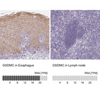 Anti-GSDMC Antibody