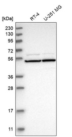 Anti-RAD23A Antibody