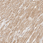 Anti-ARHGEF10L Antibody