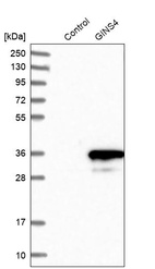 Anti-GINS4 Antibody