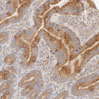 Anti-RUBCNL Antibody