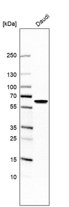 Anti-RUBCNL Antibody