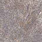 Anti-NCAPG2 Antibody