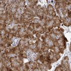 Immunohistochemical staining of human Pancreas shows strong positivity in endoplasmic reticulum in exocrine glandular cells.