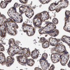 Anti-PCDH17 Antibody