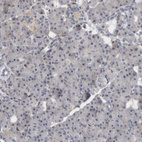 Anti-BNIP2 Antibody