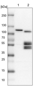 Anti-BNIP2 Antibody