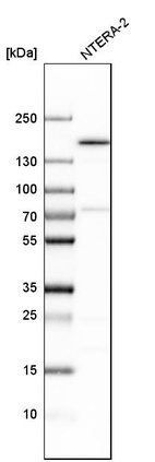 Anti-SMARCC1 Antibody