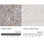 Anti-STAB2 Antibody