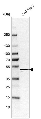 Western blot analysis in human cell line CAPAN-2.