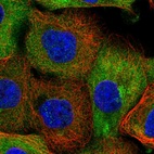 Immunofluorescent staining of human cell line A-431 shows positivity in cytoplasm & the Golgi apparatus.