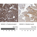 Anti-MAN2A1 Antibody