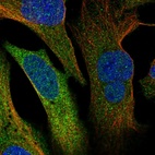 Anti-ERRFI1 Antibody