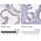 Anti-MEIOC Antibody