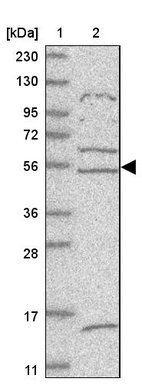 Anti-ZNF232 Antibody