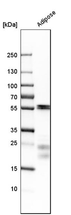 Anti-MYOC Antibody