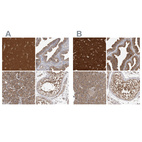 Anti-OXR1 Antibody