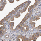 Anti-OXR1 Antibody