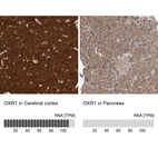 Anti-OXR1 Antibody