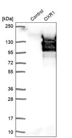 Anti-OXR1 Antibody