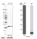 Anti-CHCHD2 Antibody