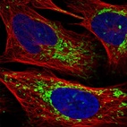 Anti-CHCHD2 Antibody