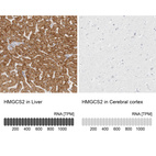 Anti-HMGCS2 Antibody