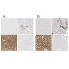 Anti-HMGCS2 Antibody