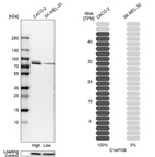 Anti-C1orf106 Antibody